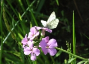 Nature Trails at Pink Apple Orchard - 'Small White' Butterfly