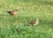 Nature Trails at Pink Apple Orchard - Male & female Chaffinch