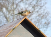 Nature Trails at Pink Apple Orchard - Male Chaffinch