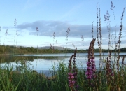 Nature Photography. Two minute stroll to little lake off Lough Allen from Luxury Camp Site