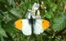 Photography in Ireland - Wild Life in Pink apple Orchard - 'Orange Tip' butterfly