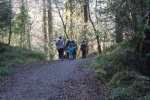 Sunlight filters through the trees at Slish Wood. Family Walks.