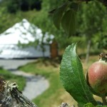 Glamping In Ireland - Stay within An Apple Cider Orchard. Family Glamp Site