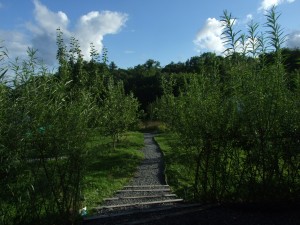 Ireland's Nature. Sustainable Willow Fencing In Ireland. Summer Growth of Willow fencing.