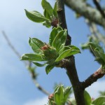 Luxury Glamping - Nature in Ireland, Leitrim, Organic  Apple Orchard Growth