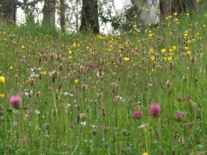 Ireland's Nature and Wildlife. Wild Flower Meadows in Ireland, Leitrim