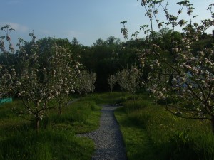 Glamping in West Ireland within Organic Apple Orchard.