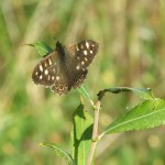 Nature and Wild life In Ireland - Butterfly Nature Trails.