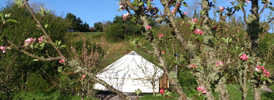Yurt , Family Campsite, Ireland, Leitrim, Glamping, Blossom, Orchard
